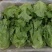 德高惊鸿生菜种子耐湿热高脚直立紧凑抗逆耐抽苔基地大田用