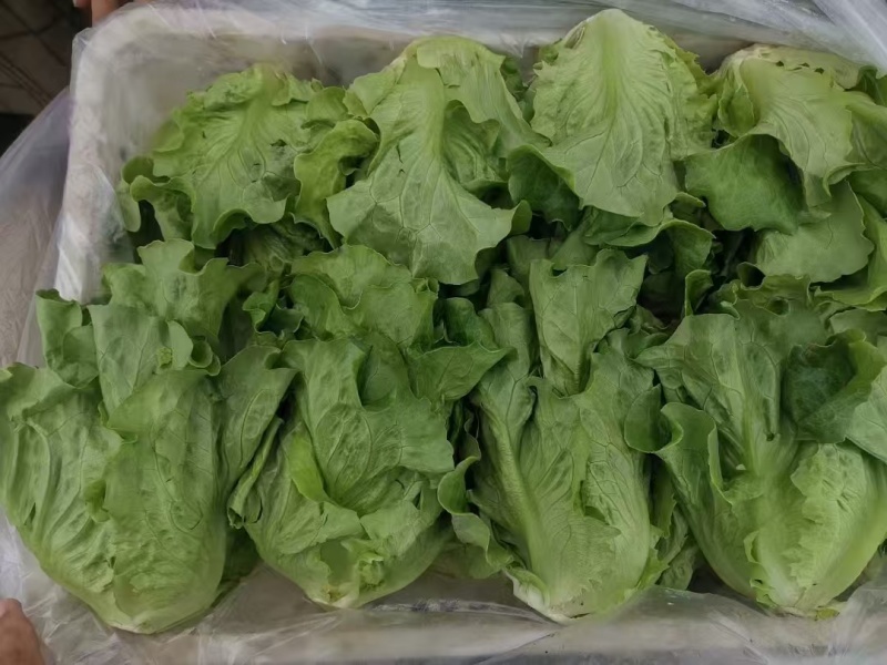 德高惊鸿生菜种子耐湿热高脚直立紧凑抗逆耐抽苔基地大田用