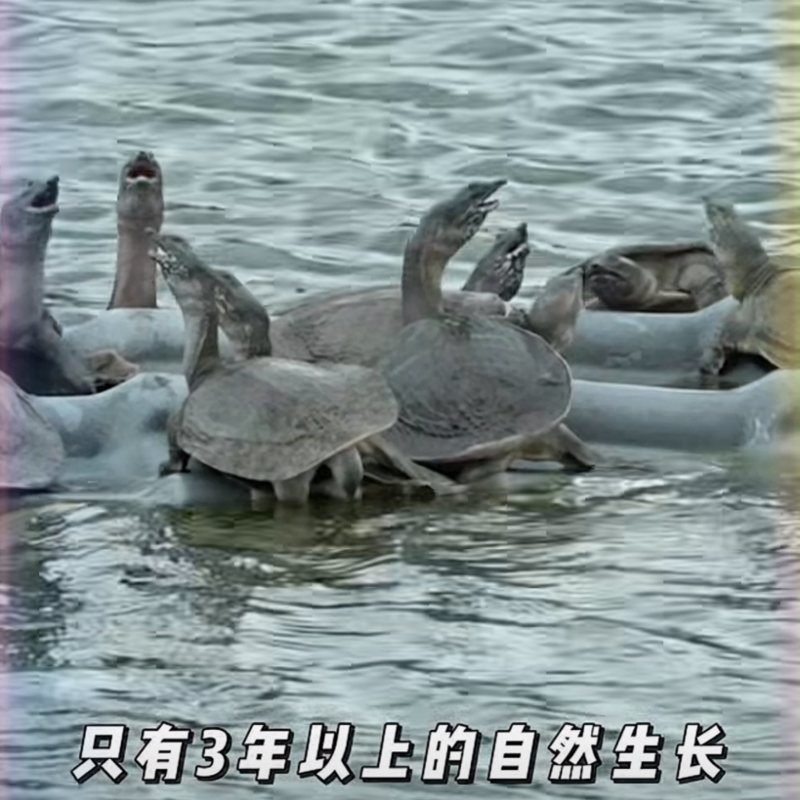 【精品】龚老汉甲鱼1.5斤母鳖活体生态养殖家庭食补
