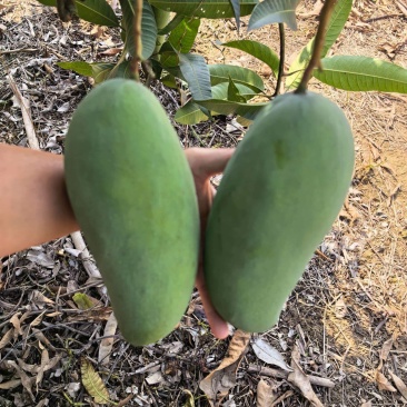 广西百色芒果大量供应可对接商超社区欢迎电话联系