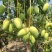 广西百色芒果大量供应可对接商超社区欢迎电话联系