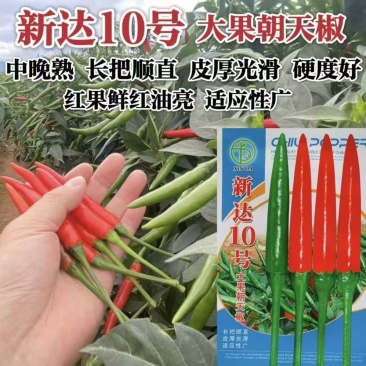 新达10号辣椒种子大果型朝天椒种子中晚熟长把顺直皮厚光滑