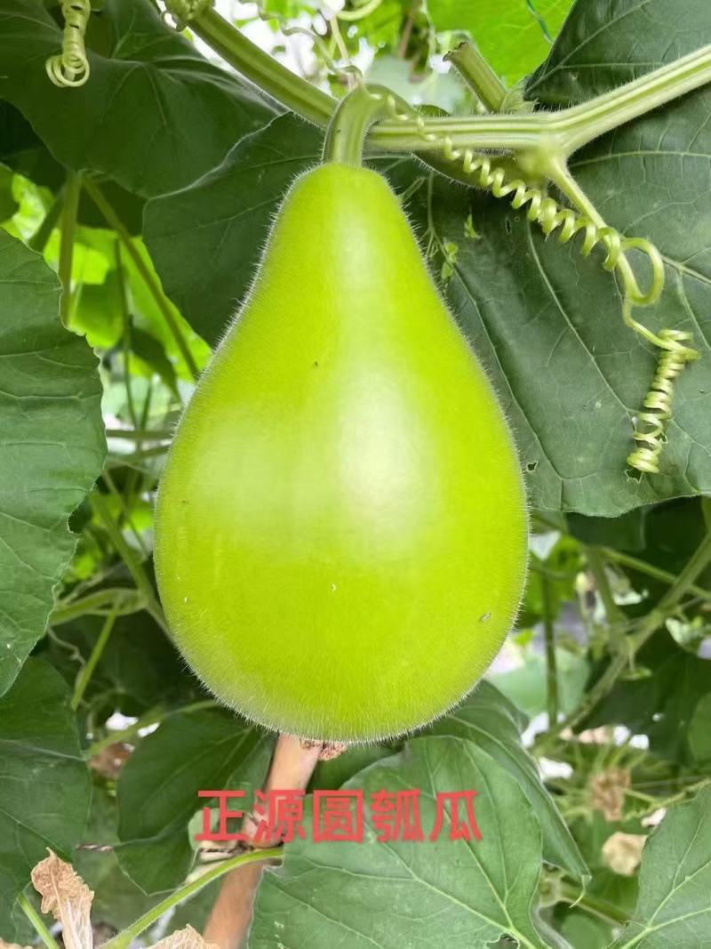 正源圆瓠瓜种子早生杂交抗病油青翠绿食用甜瓠瓜圆蒲瓜瓢瓜蔬