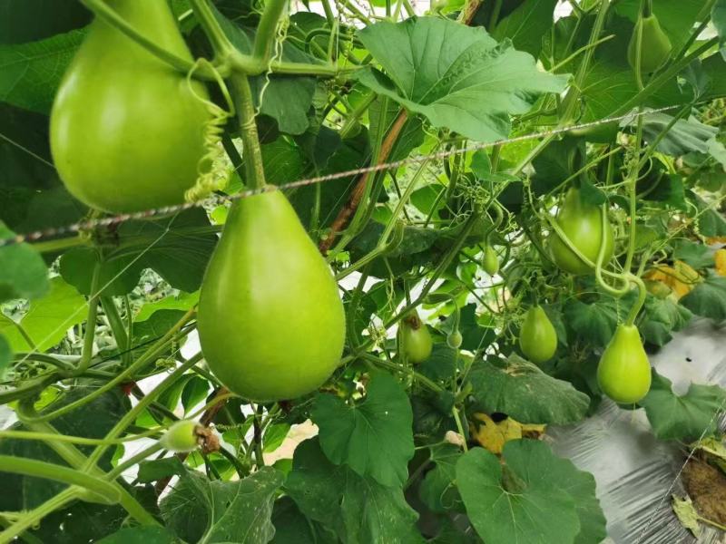 正源圆瓠瓜种子早生杂交抗病油青翠绿食用甜瓠瓜圆蒲瓜瓢瓜蔬