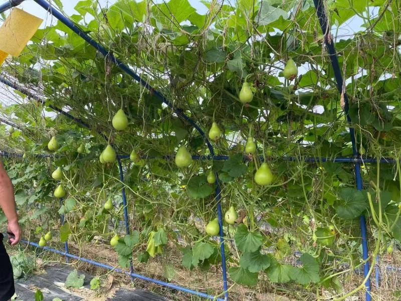 正源圆瓠瓜种子早生杂交抗病油青翠绿食用甜瓠瓜圆蒲瓜瓢瓜蔬