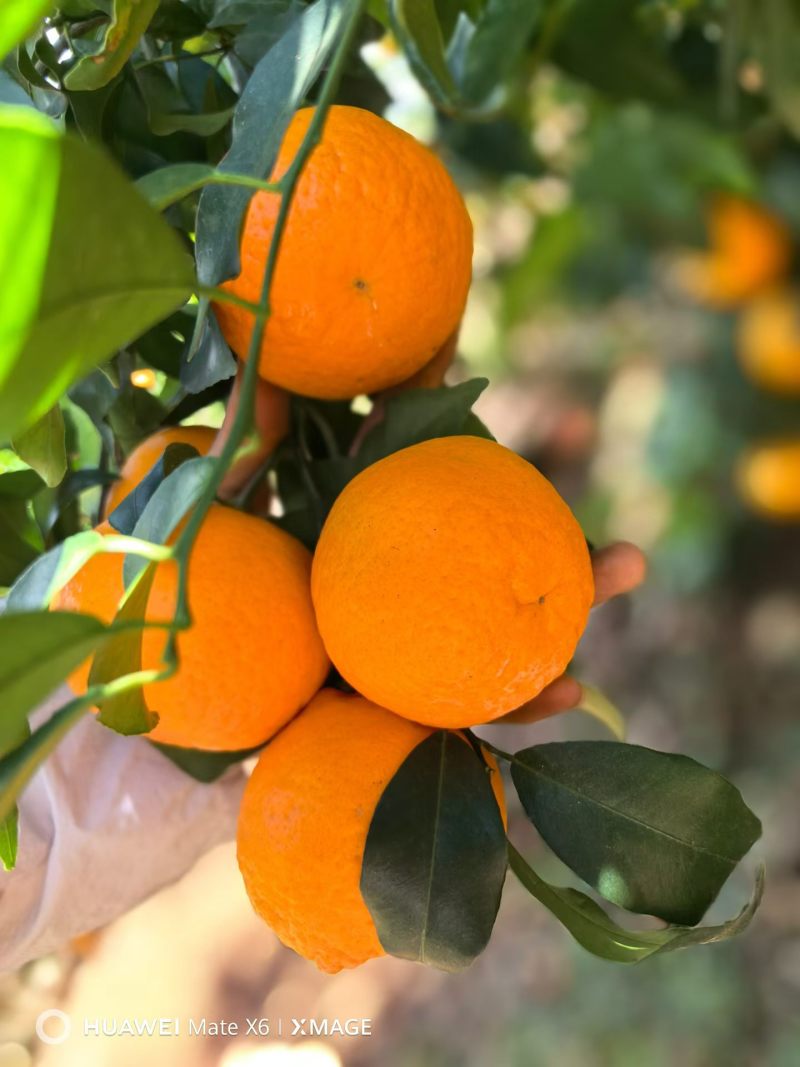 云南大理沃柑大量批发
