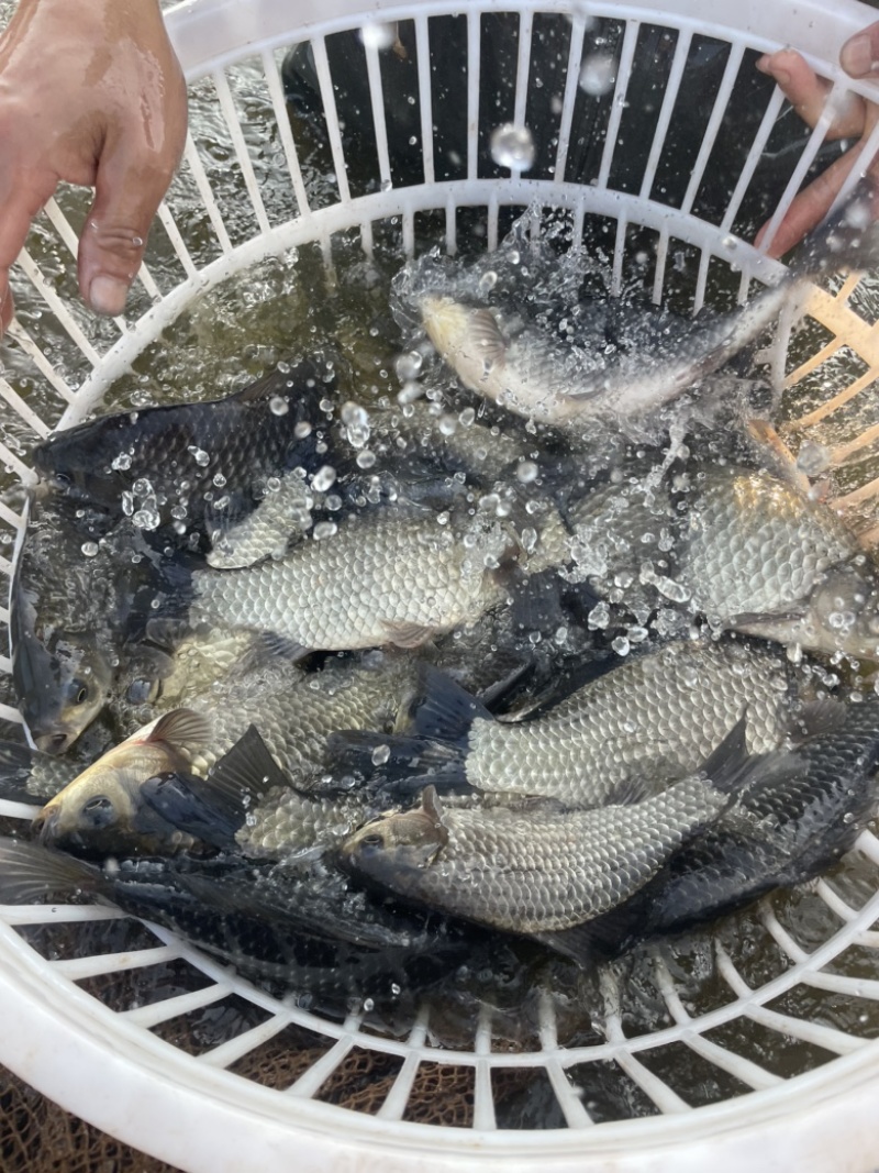 生态鱼皮毛好，精养个头均匀肉质紧实