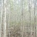巨紫荆基地常年大量供应4~10公分的巨紫荆大量有现货