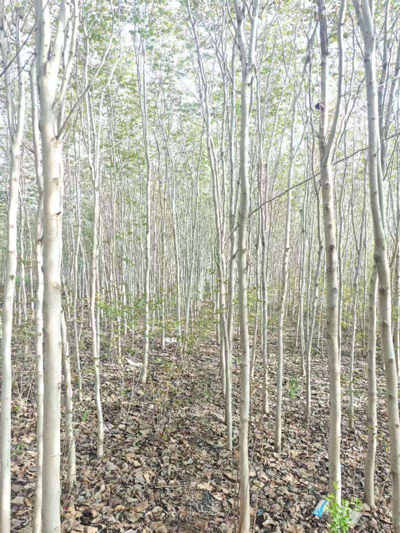 巨紫荆基地常年大量供应4~10公分的巨紫荆大量有现货