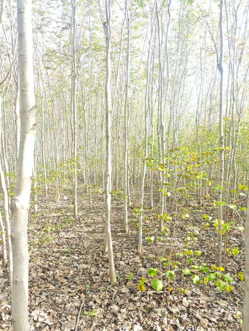 巨紫荆基地常年大量供应4~10公分的巨紫荆大量有现货