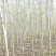 巨紫荆基地常年大量供应4~10公分的巨紫荆大量有现货