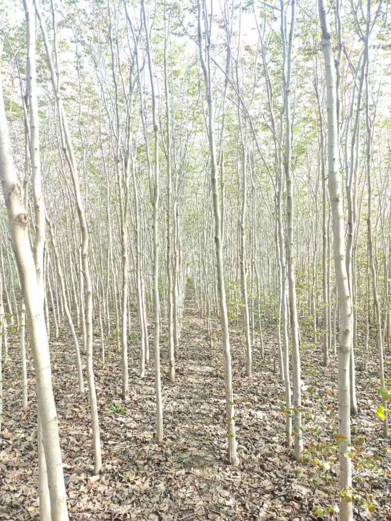 巨紫荆基地常年大量供应4~10公分的巨紫荆大量有现货