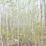 巨紫荆基地常年大量供应4~10公分的巨紫荆大量有现货