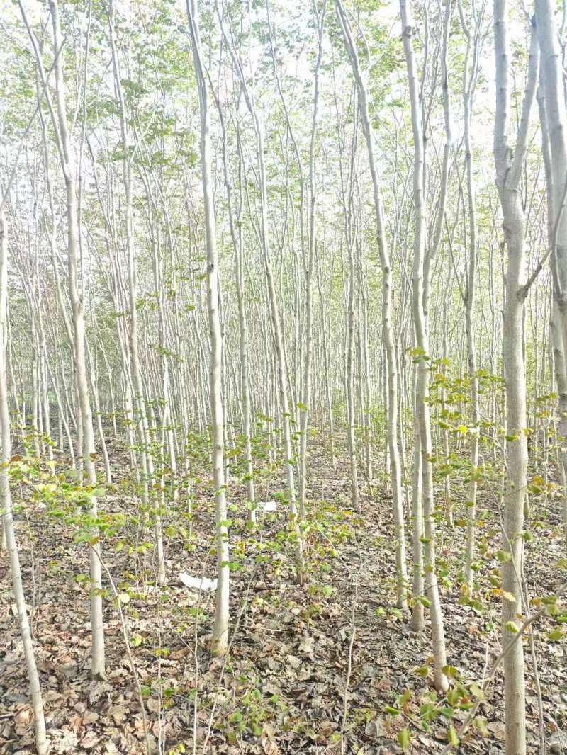 巨紫荆基地常年大量供应4~10公分的巨紫荆大量有现货