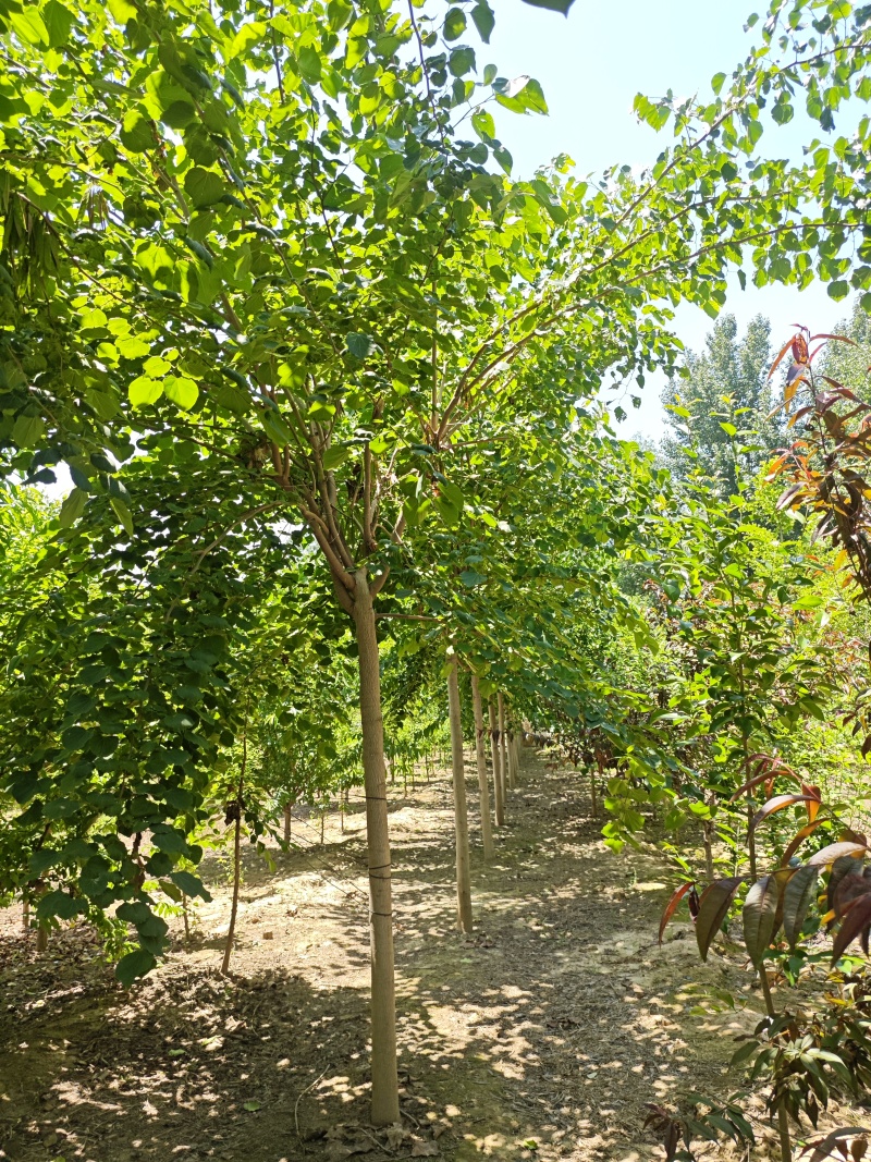 巨紫荆基地常年大量供应4~10公分的巨紫荆大量有现货