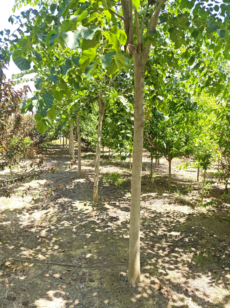 巨紫荆基地常年大量供应4~10公分的巨紫荆大量有现货
