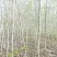 巨紫荆基地常年大量供应4~10公分的巨紫荆大量有现货