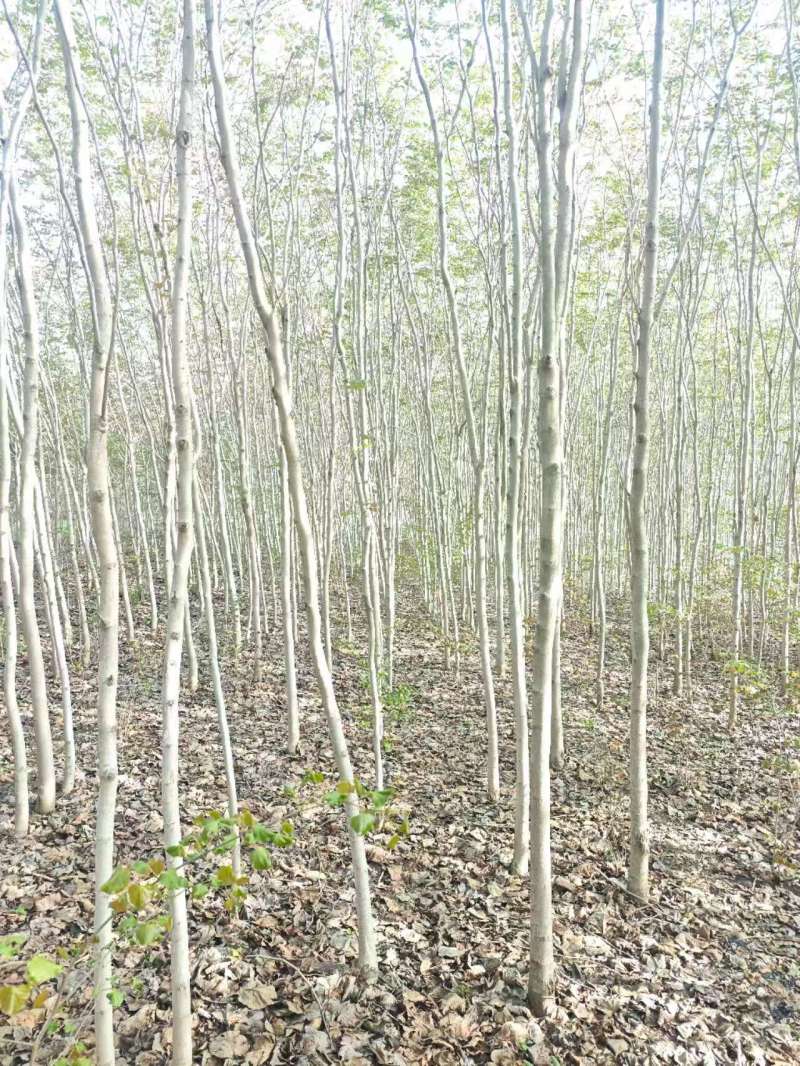 巨紫荆基地常年大量供应4~10公分的巨紫荆大量有现货