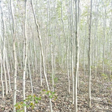 巨紫荆基地常年大量供应4~10公分的巨紫荆大量有现货