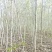 巨紫荆基地常年大量供应4~10公分的巨紫荆大量有现货