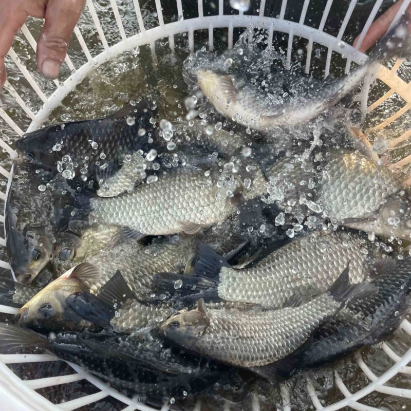生态鱼皮毛好，精养个头均匀肉质紧实