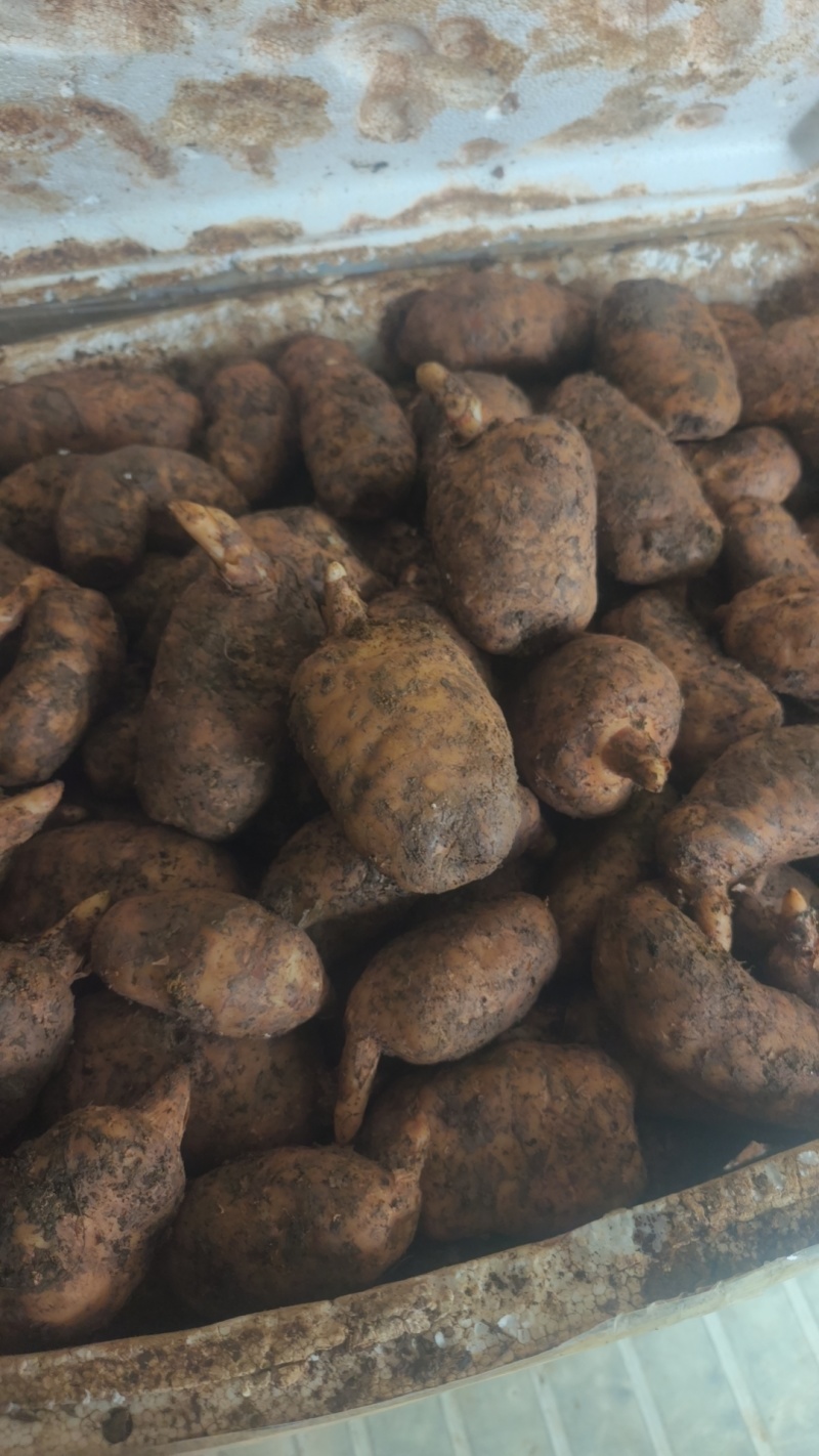 新鲜天麻昭通小草坝天麻