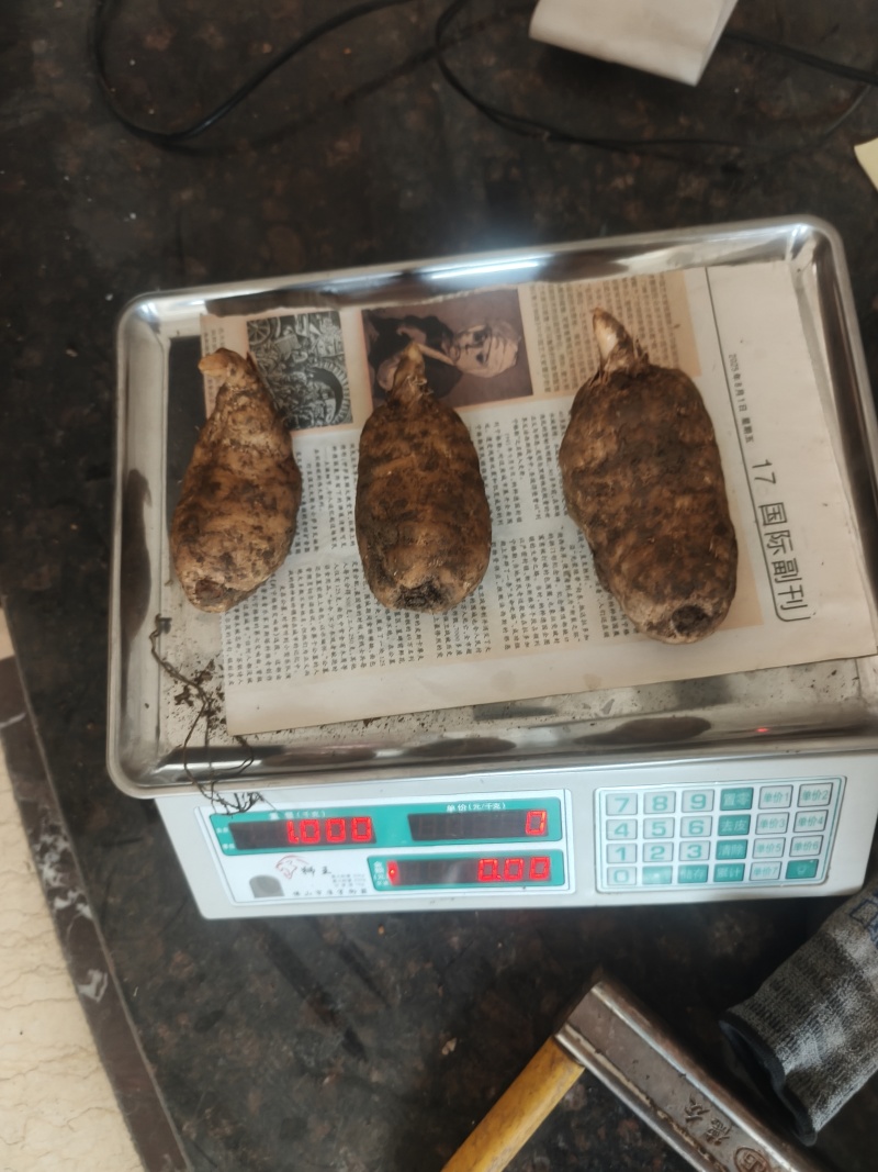 新鲜天麻昭通小草坝天麻