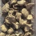 辽宁香菇大片自然晾晒品质保障量大优惠对接全国