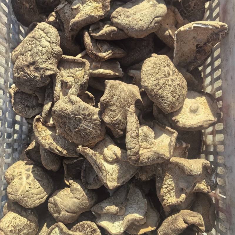 辽宁香菇大片自然晾晒品质保障量大优惠对接全国