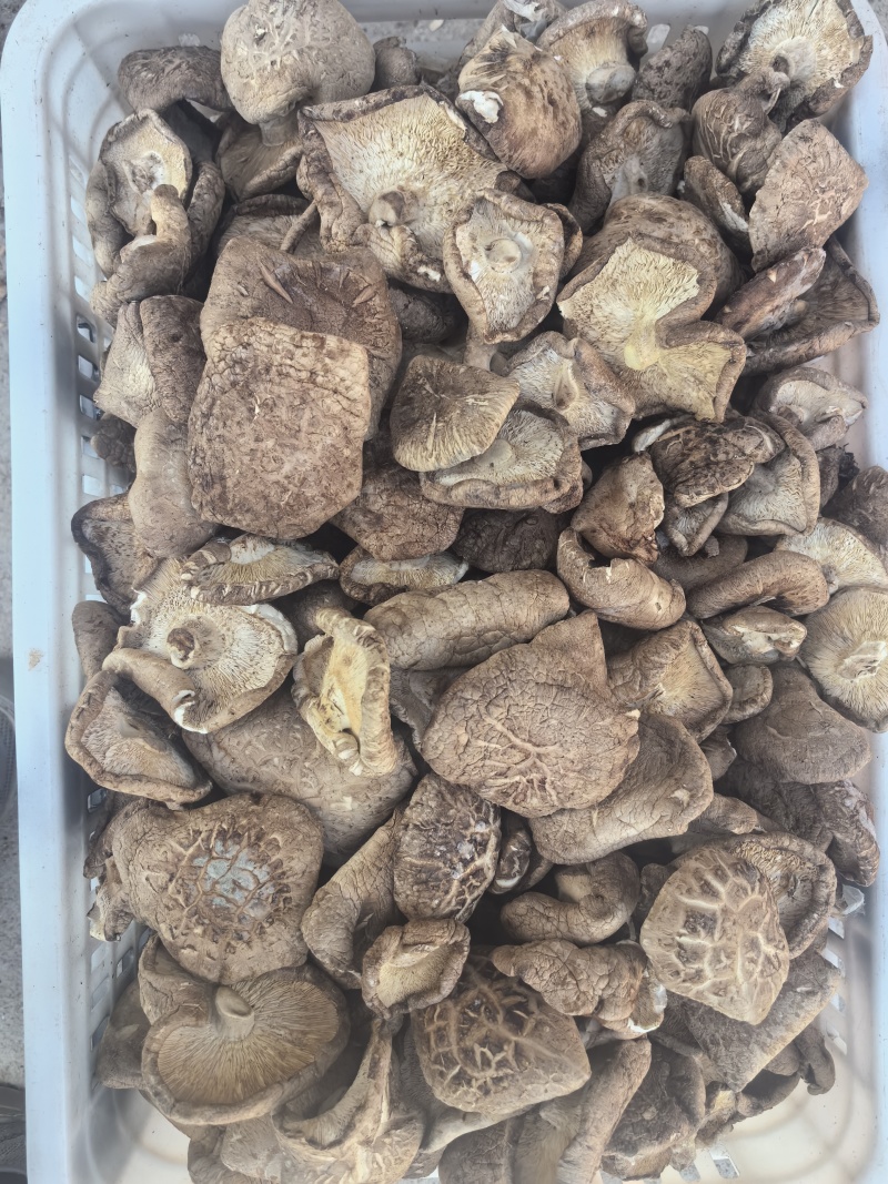 辽宁香菇大片自然晾晒品质保障量大优惠对接全国