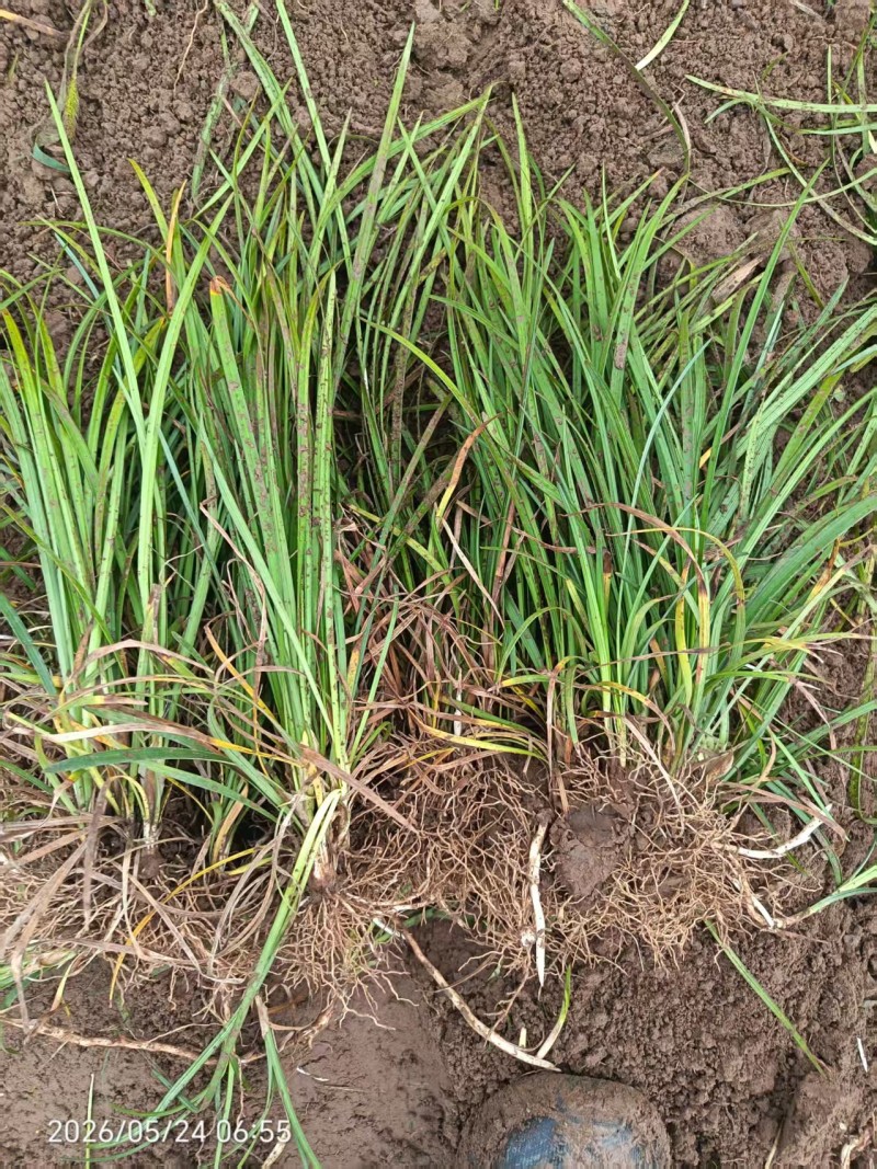 麦冬草基地直供麦冬量大价低欢迎打电话咨询