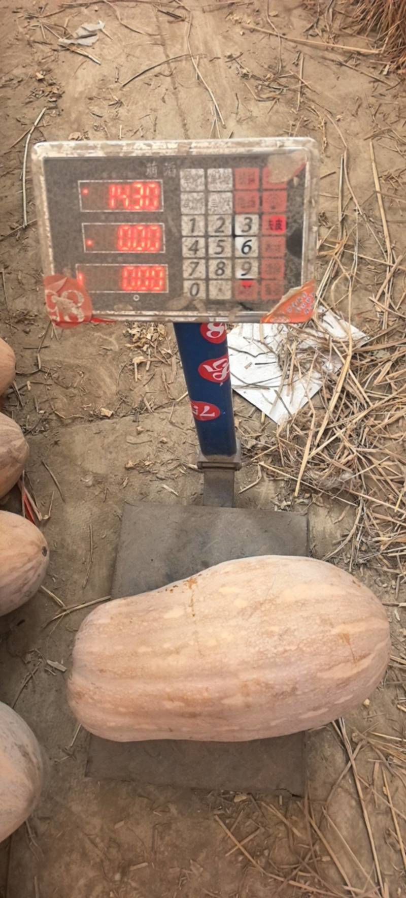 产地直供，欢迎各大老板们采购