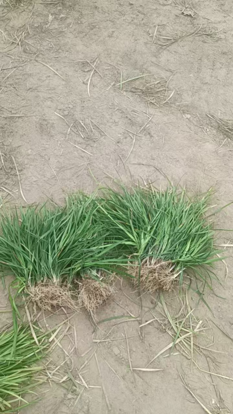 丹麦草基地常年大量供应丹麦草，麦冬草常年大量有货
