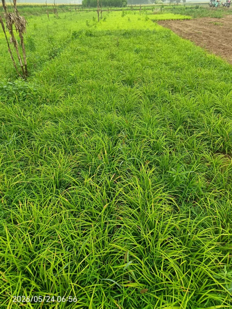 丹麦草基地常年大量供应丹麦草，麦冬草常年大量有货