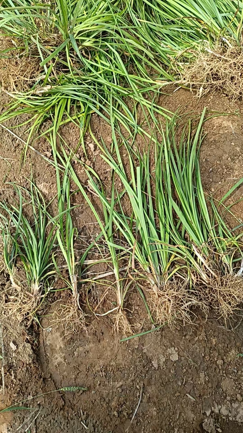 丹麦草基地常年大量供应丹麦草，麦冬草常年大量有货