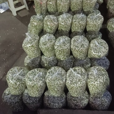 新鲜洋槐花现货大量供应视频看货全国发货保质量