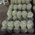 新鲜洋槐花现货大量供应视频看货全国发货保质量