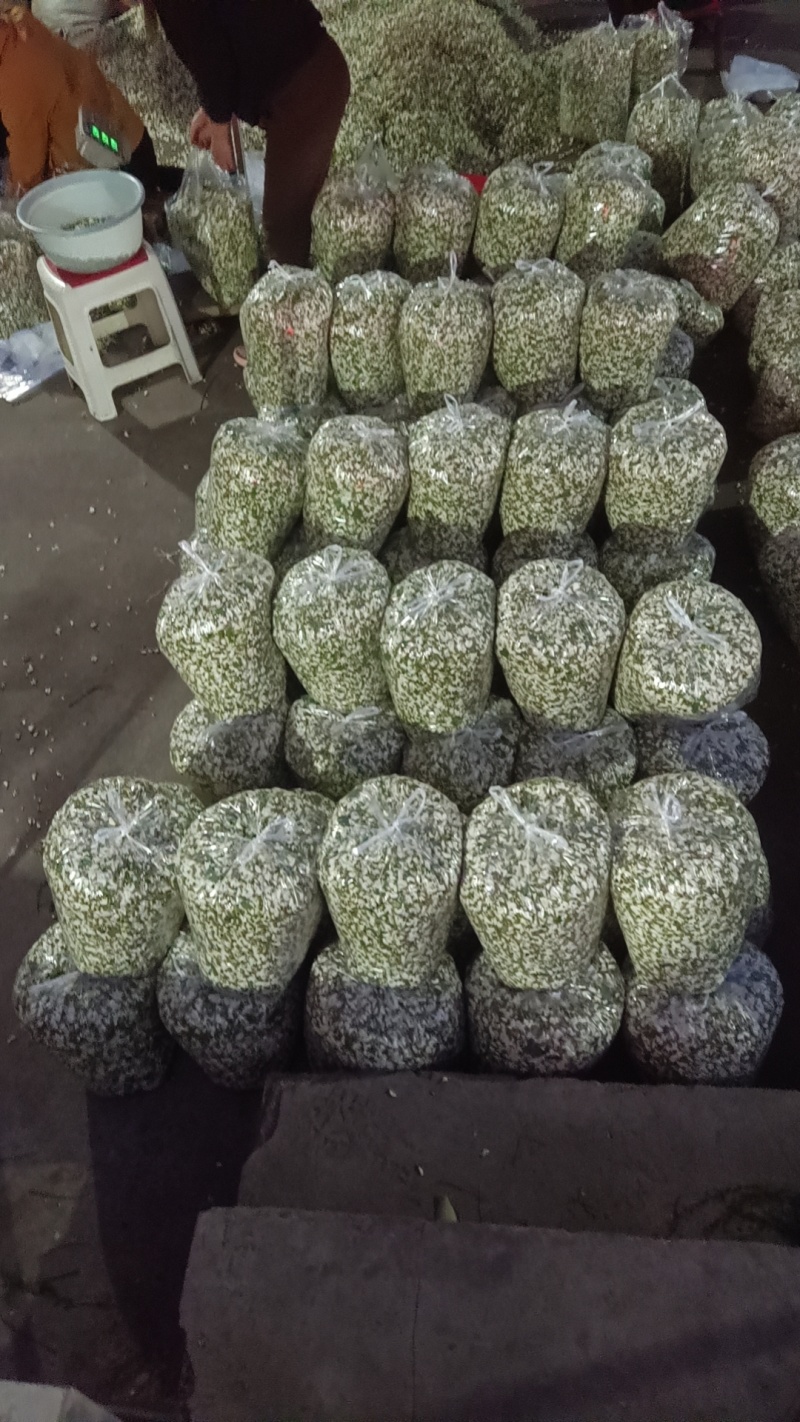 新鲜洋槐花现货大量供应视频看货全国发货保质量