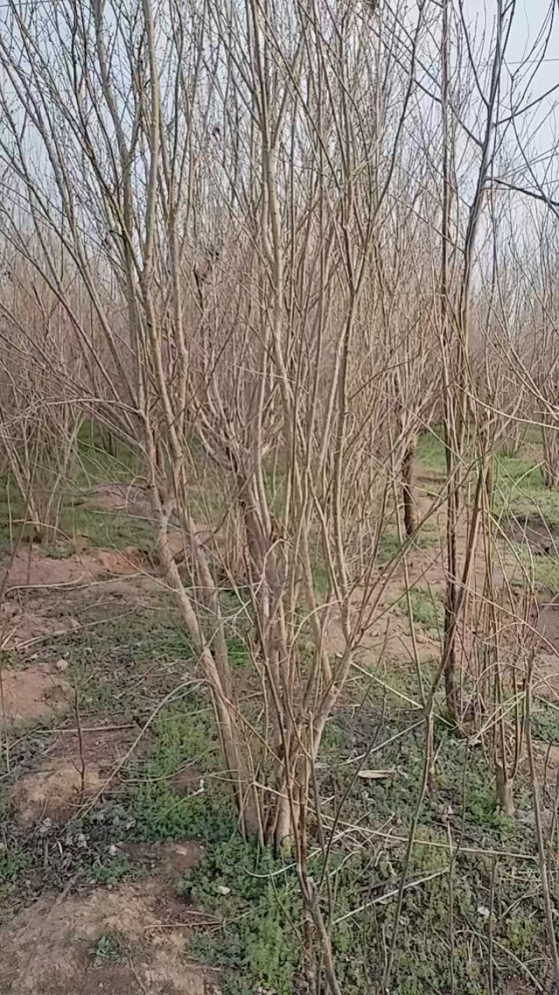 花石榴基地常年供应从生花石榴，独杆花石榴，果石榴欢迎咨询