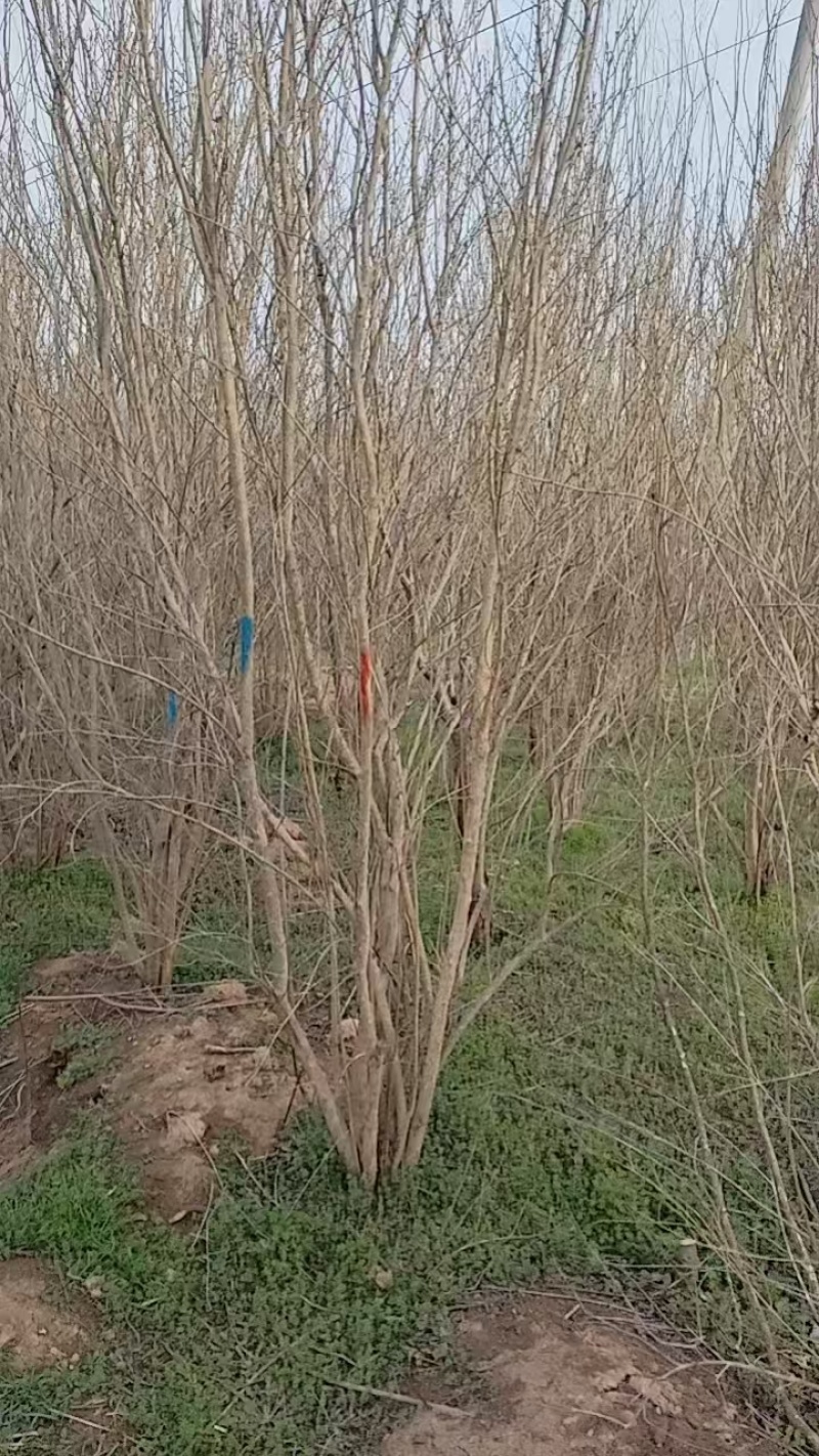 花石榴基地常年供应从生花石榴，独杆花石榴，果石榴欢迎咨询