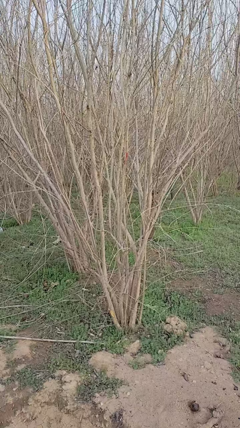 花石榴基地常年供应从生花石榴，独杆花石榴，果石榴欢迎咨询