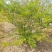 花石榴基地常年供应从生花石榴，独杆花石榴，果石榴欢迎咨询