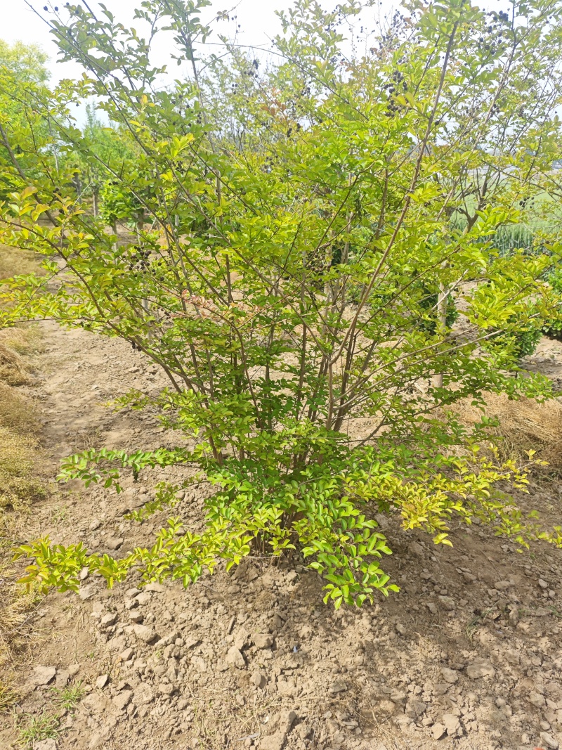 花石榴基地常年供应从生花石榴，独杆花石榴，果石榴欢迎咨询