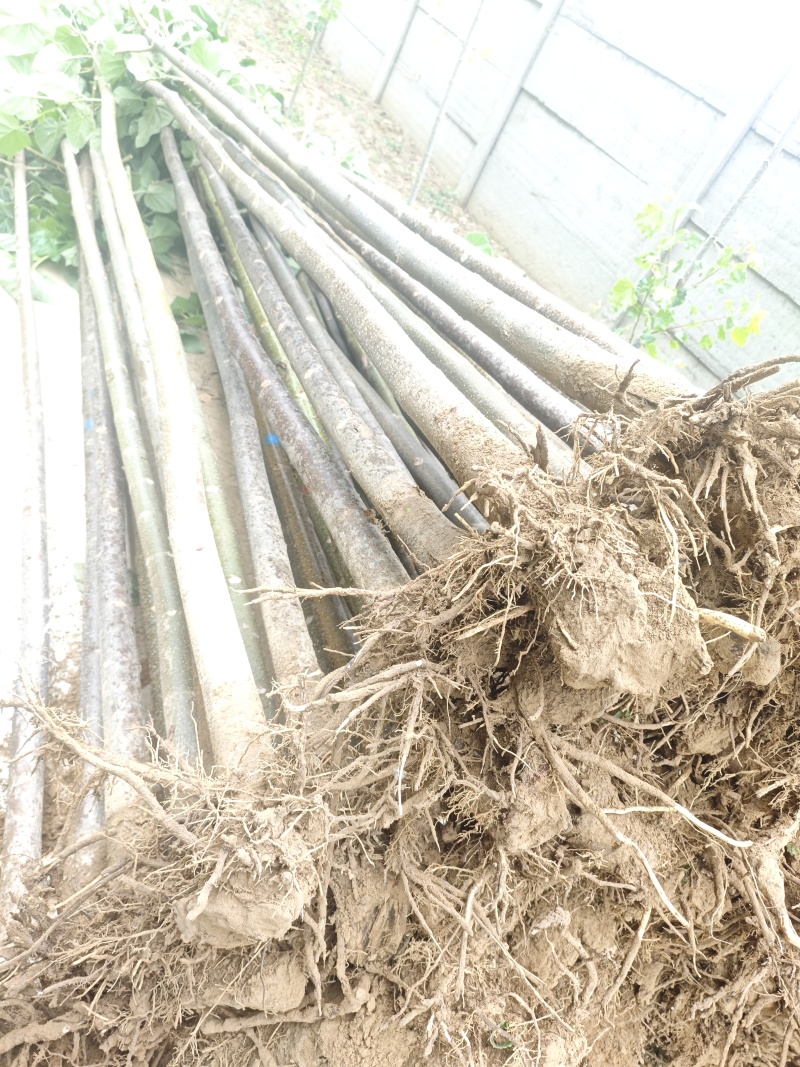 花石榴基地常年供应从生花石榴，独杆花石榴，果石榴欢迎咨询