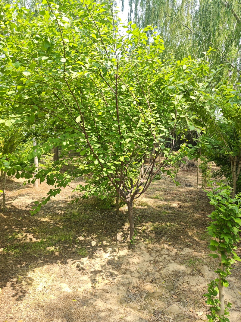 花石榴基地常年供应从生花石榴，独杆花石榴，果石榴欢迎咨询