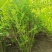 花石榴基地常年供应从生花石榴，独杆花石榴，果石榴欢迎咨询