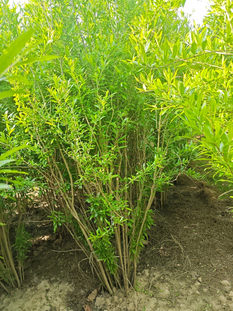 花石榴基地常年供应从生花石榴，独杆花石榴，果石榴欢迎咨询