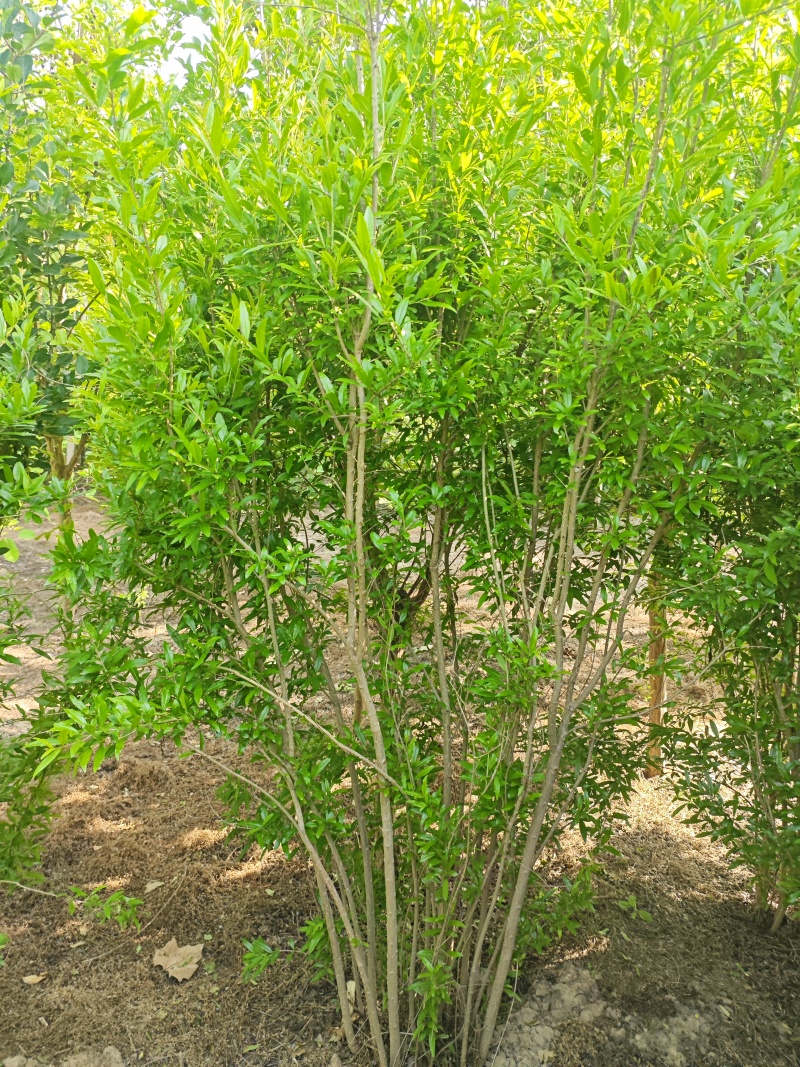 花石榴基地常年供应从生花石榴，独杆花石榴，果石榴欢迎咨询