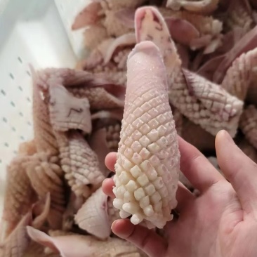 鱿鱼尾花