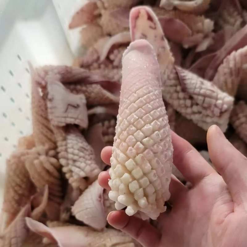 鱿鱼尾花